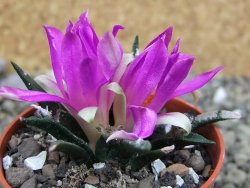 Ariocarpus agavoides pot 5,5 cm cites IA - 12400271