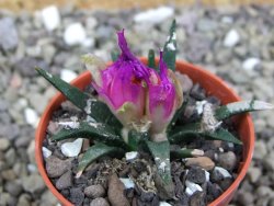 Ariocarpus agavoides pot 5,5 cm cites IA - 12400272