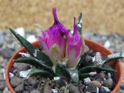 Ariocarpus agavoides pot 5,5 cm cites IA - 12400273