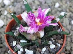 Ariocarpus agavoides pot 5,5 cm cites IA