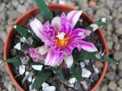 Ariocarpus agavoides pot 5,5 cm cites IA - 12400275