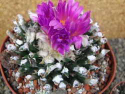 Ariocarpus agavoides pot 12 cm cites IA - 12400280