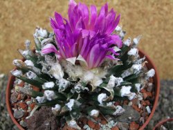 Ariocarpus agavoides pot 12 cm cites IA - 12400282