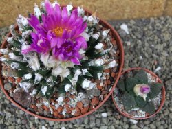 Ariocarpus agavoides pot 12 cm cites IA - 12400285