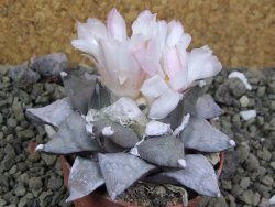 Ariocarpus furfuraceus La Ascension 8 cm cites IA