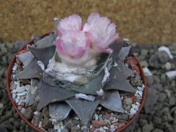 Ariocarpus furfuraceus La Ascension pot 8 cm cites IA