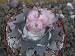 Ariocarpus furfuraceus La Ascension pot 8 cm cites IA - 12400298