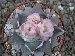 Ariocarpus furfuraceus La Ascension pot 8 cm cites IA - 12400299