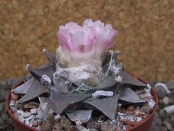 Ariocarpus furfuraceus La Ascension pot 8 cm cites IA - 12400301