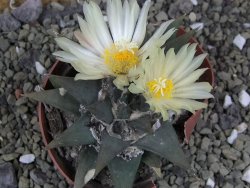 Ariocarpus trigonus elongatus San Antonio 9 cm - 12400311