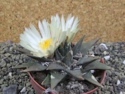 Ariocarpus trigonus elongatus San Antonio 9 cm - 12400312