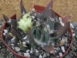 Ariocarpus trigonus elongatus San Antonio 9 cm - 12400322