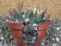 Ariocarpus trigonus elongatus San Antonio 9 cm - 12400325