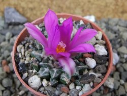 Ariocarpus kotschoubeyanus elephantidens Vista Hermosa pot 5,5 cm