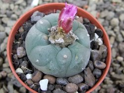 Lophophora fricii pot 5,5 cm