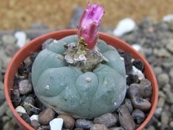 Lophophora fricii pot 5,5 cm - 12400353