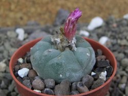 Lophophora fricii pot 5,5 cm - 12400354