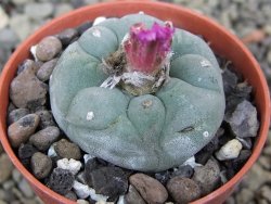 Lophophora fricii pot 5,5 cm - 12400355