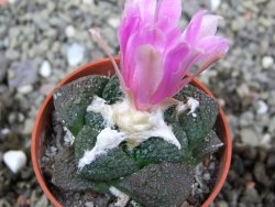 Ariocarpus lloydii Paras, pot 5,5 cm