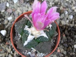 Ariocarpus lloydii Paras, pot 5,5 cm - 12400357