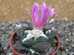 Ariocarpus lloydii Paras, pot 5,5 cm - 12400358