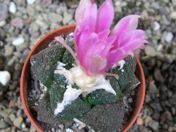 Ariocarpus lloydii Paras, pot 5,5 cm - 12400359