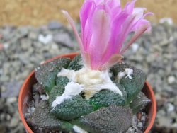 Ariocarpus lloydii Paras, pot 5,5 cm - 12400360