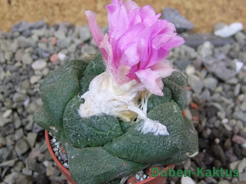 Ariocarpus lloydii Paras, pot 5,5 cm