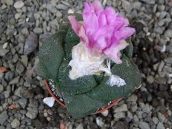 Ariocarpus lloydii Paras, pot 5,5 cm - 12400362