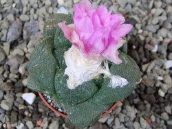 Ariocarpus lloydii Paras, pot 5,5 cm - 12400364