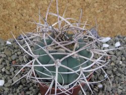 Gymnocalycium cardenasianum JO 193 pot 7 cm