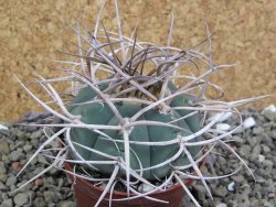 Gymnocalycium cardenasianum JO 193 pot 7 cm - 12400375