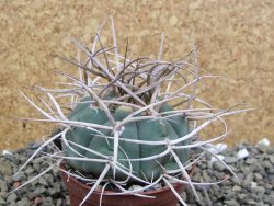 Gymnocalycium cardenasianum JO 193 pot 7 cm - 12400376