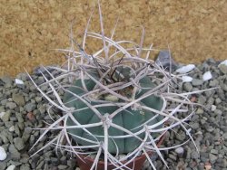 Gymnocalycium cardenasianum JO 193 pot 7 cm - 12400377