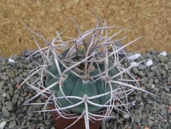 Gymnocalycium cardenasianum JO 193 pot 7 cm - 12400378