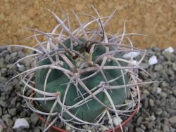 Gymnocalycium cardenasianum JO 193 pot 7 cm