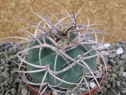 Gymnocalycium cardenasianum JO 193 pot 7 cm - 12400380