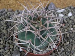 Gymnocalycium cardenasianum JO 193 pot 7 cm - 12400381