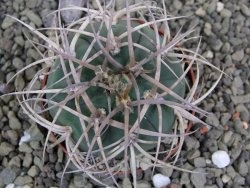 Gymnocalycium cardenasianum JO 193 pot 7 cm - 12400382