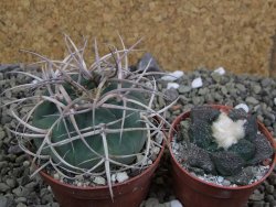 Gymnocalycium cardenasianum JO 193 pot 7 cm - 12400383