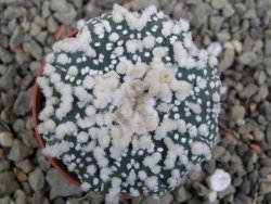 Astrophytum Hanazano Kabuto Star Shape, pot 5,5 cm