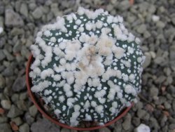 Astrophytum Hanazano Kabuto Star Shape, pot 5,5 cm - 12400385