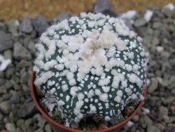 Astrophytum Hanazano Kabuto Star Shape, pot 5,5 cm - 12400386