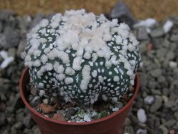 Astrophytum Hanazano Kabuto Star Shape, pot 5,5 cm - 12400387