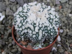 Astrophytum Hanazano Kabuto Star Shape, pot 5,5 cm - 12400388