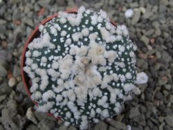 Astrophytum Hanazano Kabuto Star Shape, pot 5,5 cm - 12400389