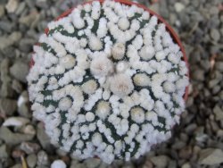 Astrophytum Hanazano Kabuto Star Shape, pot 5,5 cm - 12400390