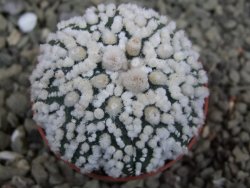 Astrophytum Hanazano Kabuto Star Shape, pot 5,5 cm - 12400391