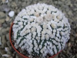 Astrophytum Hanazano Kabuto Star Shape, pot 5,5 cm - 12400392