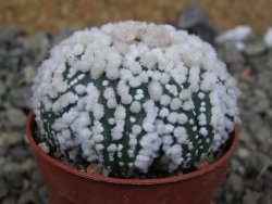 Astrophytum Hanazano Kabuto Star Shape, pot 5,5 cm - 12400393